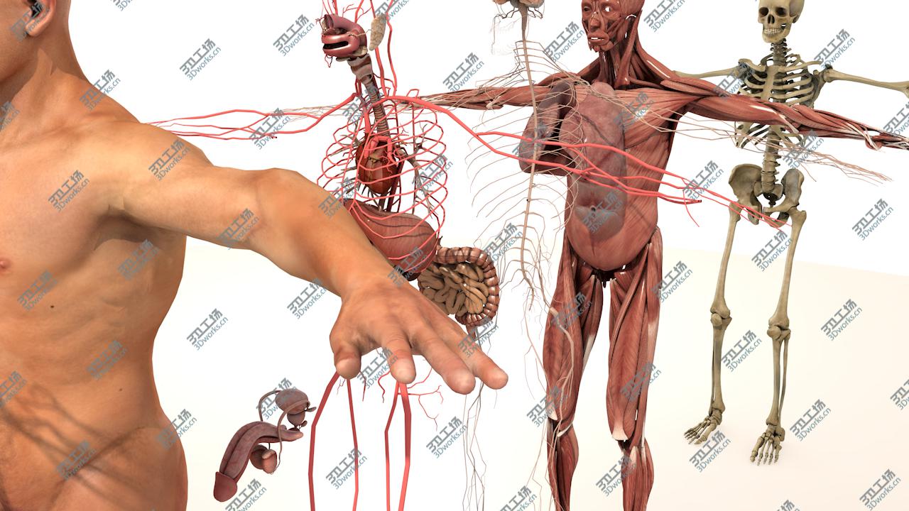 images/goods_img/20210313/3D model Complete Male Body Anatomy/2.jpg